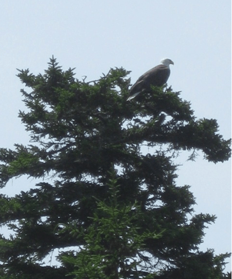 Screen Shot 2014-07-10 at 8.59.42 AM