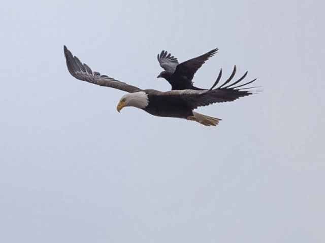 Screen Shot 2015-07-12 at 2.03.21 PM